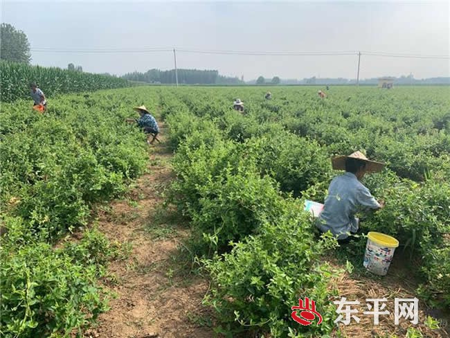 州城街道：古镇换新装 乡村绽新颜