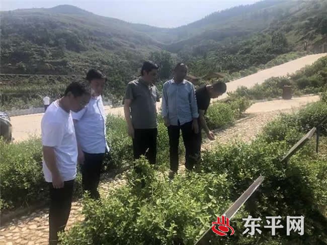 接山镇赴平邑县考察学习金银花产业