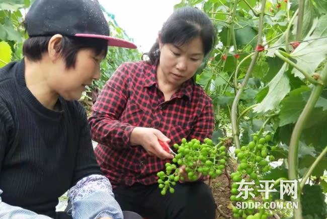 东平县巾帼创业致富带头人