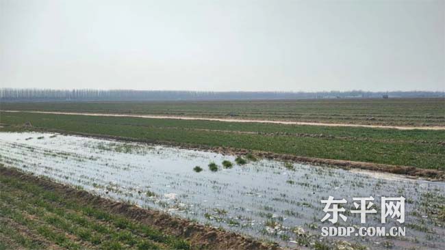 东平街道当好“三大员” 吹响小麦春季管理“集结号”