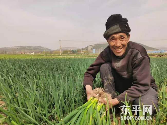 旧县乡百亩小香葱抢鲜上市