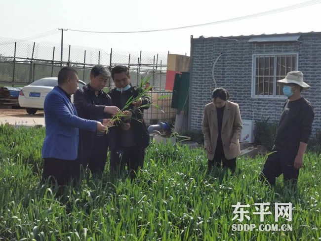 东平街道扎实做好春季小麦田间管理