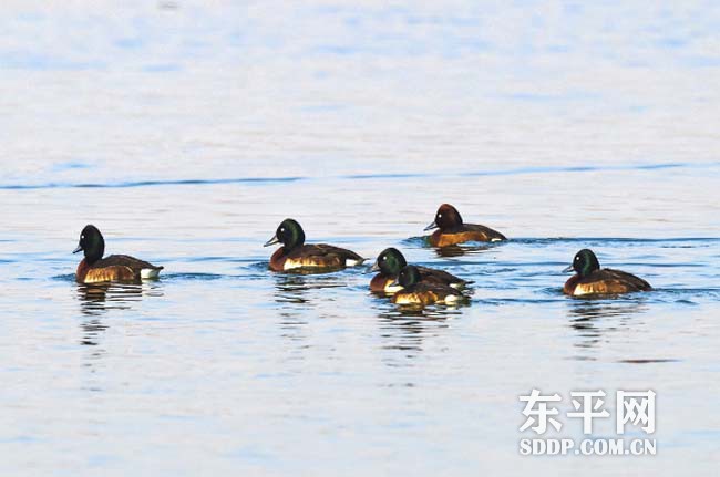 全球极危物种青头潜鸭“落户安家”东平湖