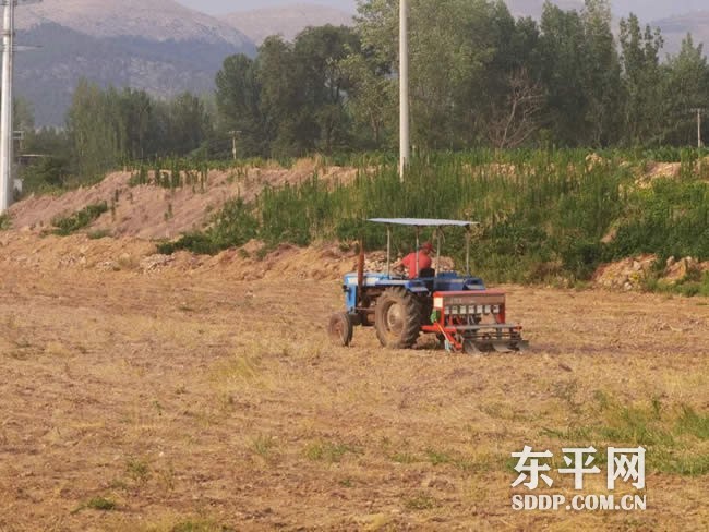 老湖镇中草药种植开出致富“良方”