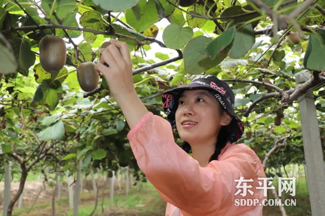 梯门镇东沟流村猕猴桃喜获丰收