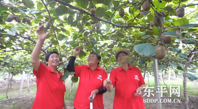 梯门镇东沟流村猕猴桃喜获丰收