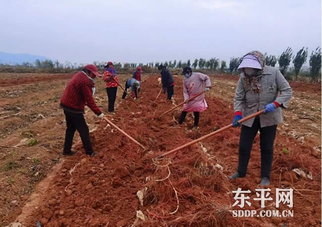 老湖镇：丹参喜丰收 映红致富路