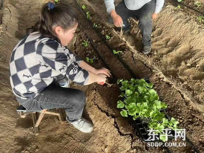 银山镇：抢抓农时，种植香瓜促增收