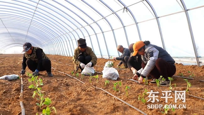 沙河站镇：片区示范带动 加快特色农业突破升级