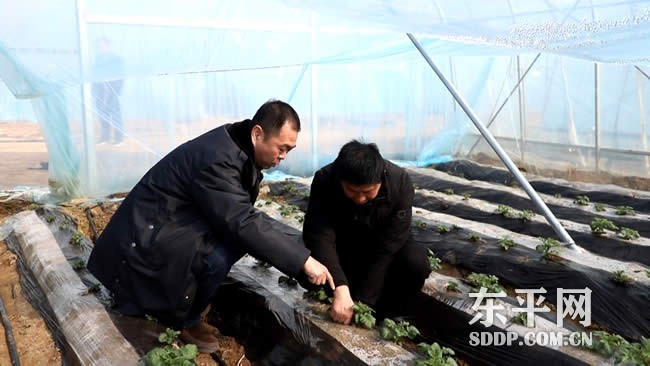 沙河站镇：片区示范带动 加快特色农业突破升级