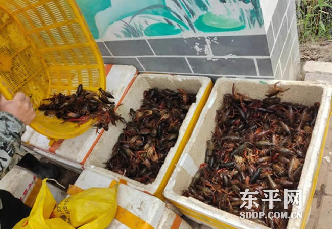 新湖镇：“藕虾套养”铺就生态致富路