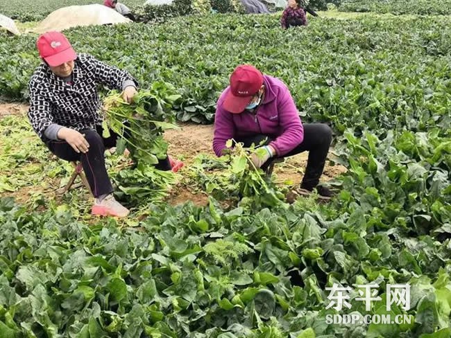 东平街道牌子村菠菜喜丰收 致富辟新路