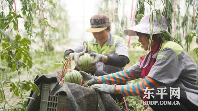 旧县乡：巧打时间差 玛丽西瓜抢“鲜”上市