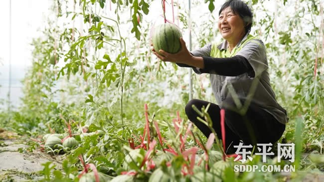 旧县乡：巧打时间差 玛丽西瓜抢“鲜”上市