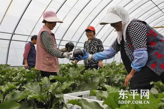 梯门镇大力发展大棚瓜果蔬菜种植 为村民撑起致富伞