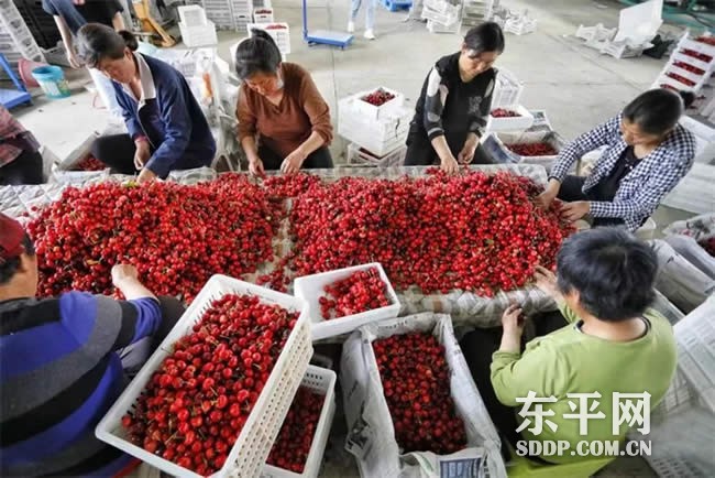 梯门镇大力发展大棚瓜果蔬菜种植 为村民撑起致富伞