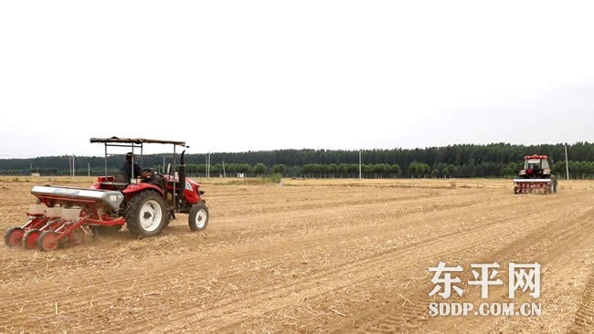 东平街道积极推广大豆玉米带状复合种植技术