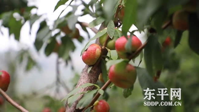 梯门镇种植富硒水果 带火休闲采摘和生态经济