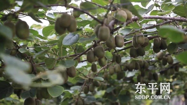 梯门镇种植富硒水果 带火休闲采摘和生态经济