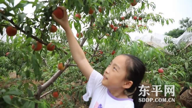 梯门镇种植富硒水果 带火休闲采摘和生态经济