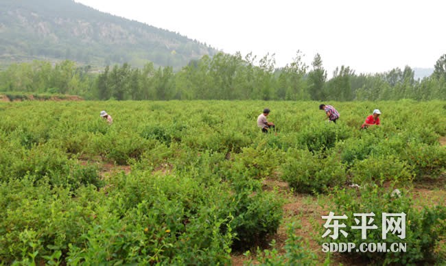 银山镇东腊山村：百亩金银花鼓起群众“钱袋子”