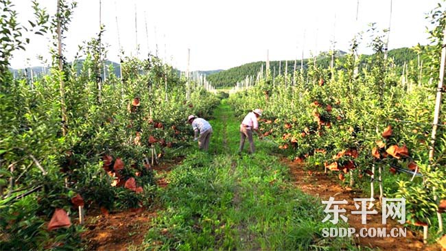 旧县乡大吉城三村转变农业种植方式发展高效农业