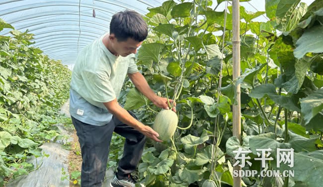 大羊镇马楼设施农业片区冯开瑞