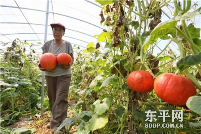 老湖镇郭楼村四季红艳南瓜喜迎丰收