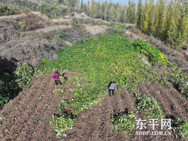 银山镇毛山头村红薯喜迎丰收