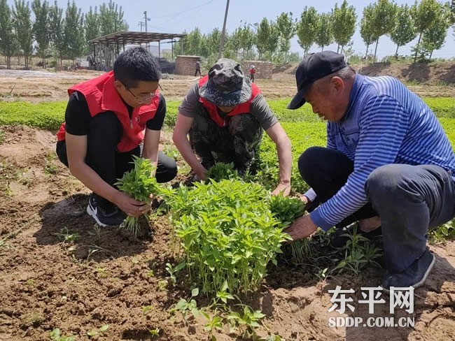 斑鸠店镇东庞口村党支部书记庞伟